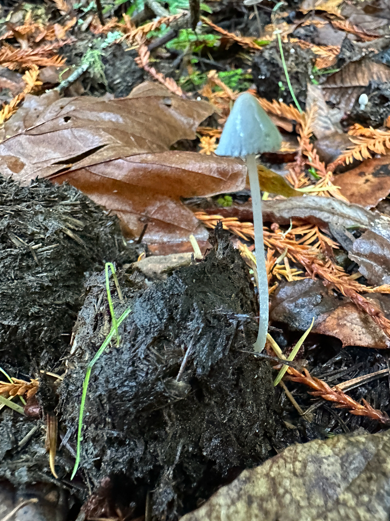 Coprinopsis nivea · November 2025 · photo: © joemammaba (iNaturalist, cc-by-nc)