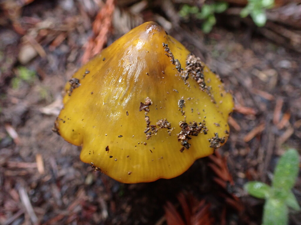 Hygrocybe singeri · November 2025 · photo: © chilipossum (iNaturalist, cc-by)