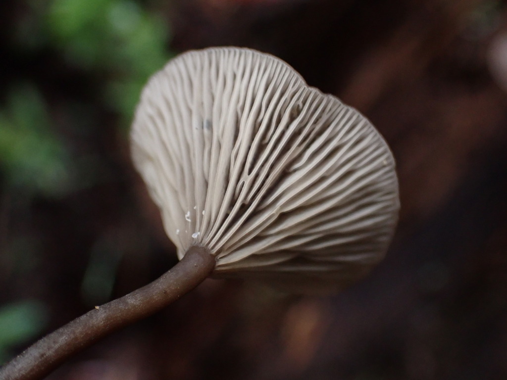 Arrhenia epichysium · November 2025 · photo: © chilipossum (iNaturalist, cc-by)