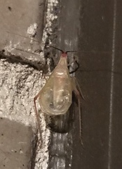 Oecanthus varicornis