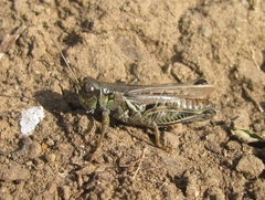 Melanoplus devastator