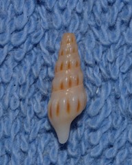 Austrodrillia angasi
