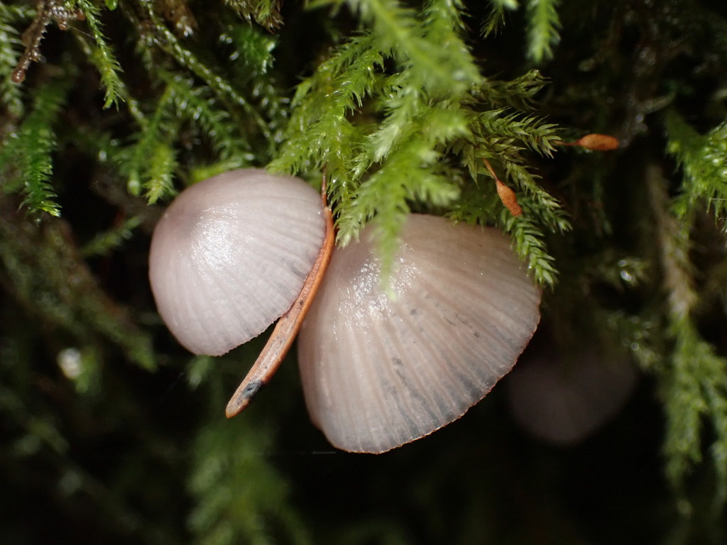 Mycena purpureofusca · November 2025 · photo: © chilipossum (iNaturalist, cc-by)
