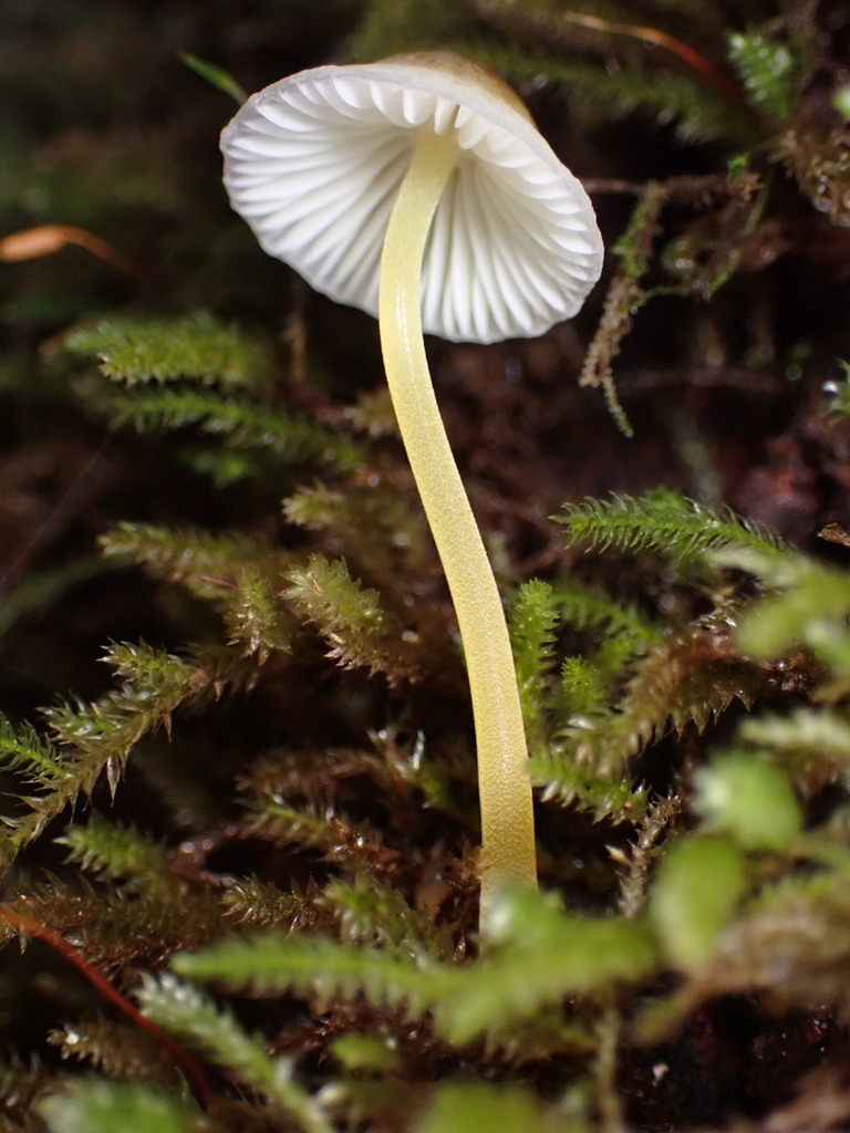 Mycena epipterygia · November 2025 · photo: © chilipossum (iNaturalist, cc-by)