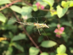 Leucauge decorata