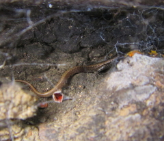Oligosoma smithi