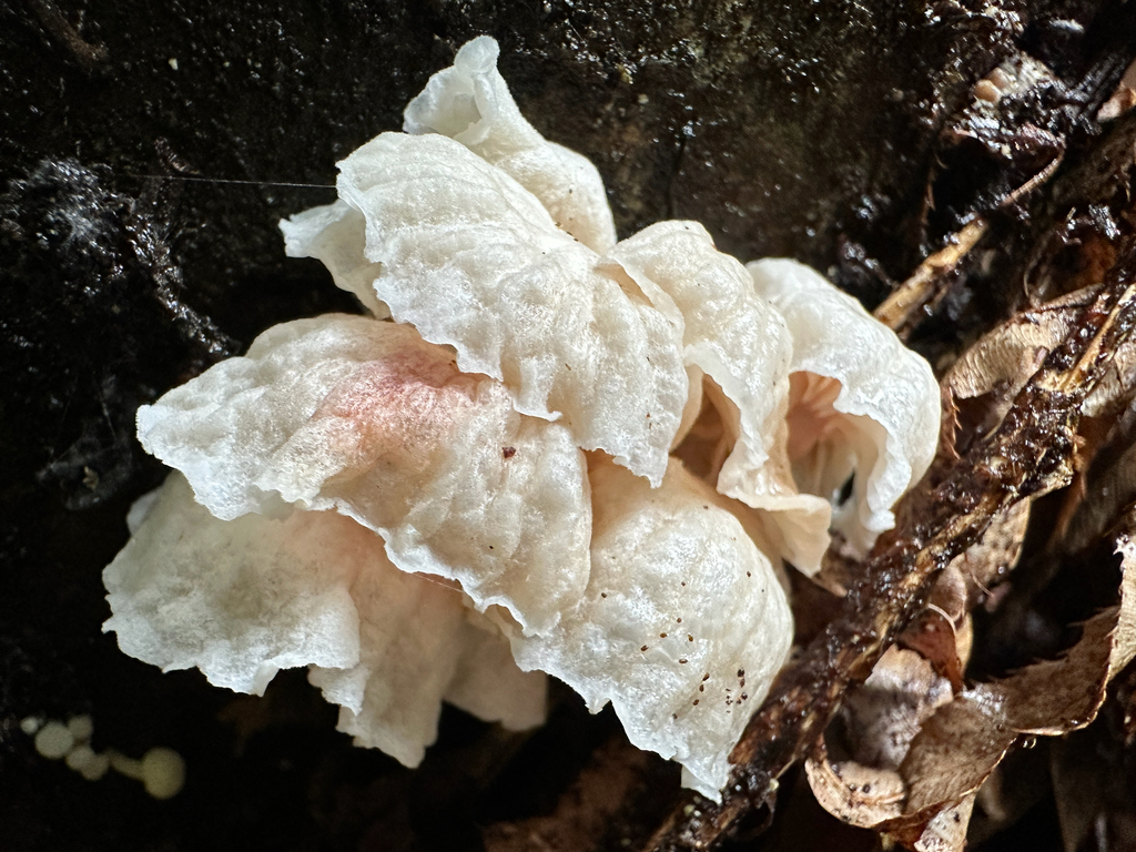 Marasmiellus candidus · November 2025 · photo: © joemammaba (iNaturalist, cc-by-nc)
