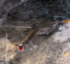 Oligosoma smithi