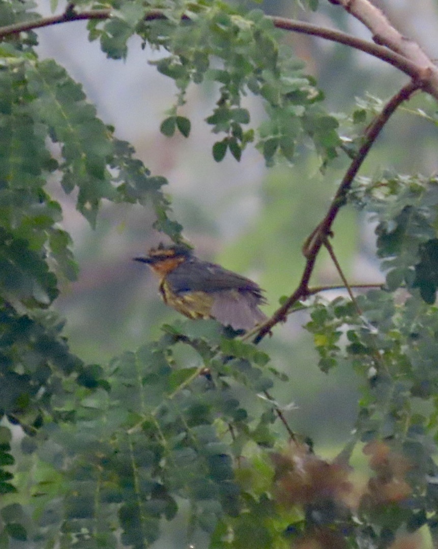 Black-necked Weaver (Ploceus nigricollis), photo 3