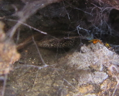 Oligosoma smithi