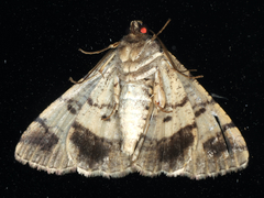 Cryphaea xylina