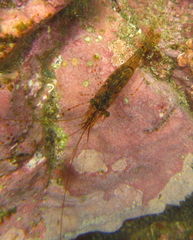 Palaemon affinis