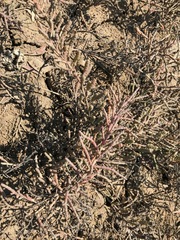 Tecticornia indica
