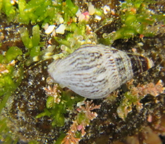 Pagurus novizealandiae