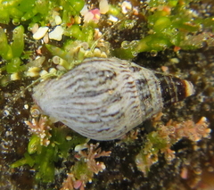 Cominella virgata