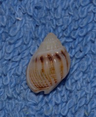 Nassarius jonasii