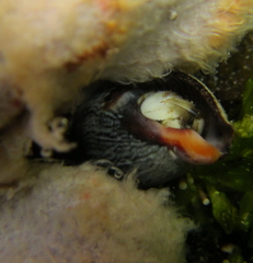 Pagurus novizealandiae