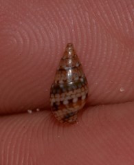 Pseudamycla dermestoidea