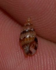Pseudamycla dermestoidea