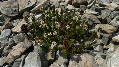 Veronica haastii
