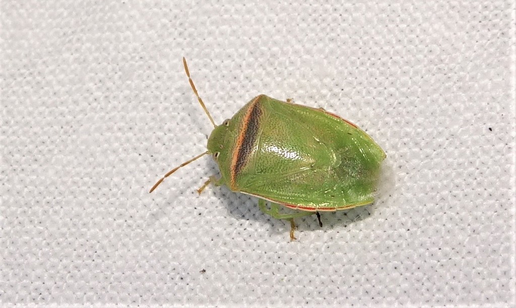 Stink bug