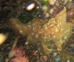 Aplysia extraordinaria