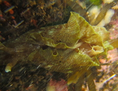 Aplysia extraordinaria