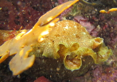 Aplysia extraordinaria