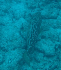 Black Grouper