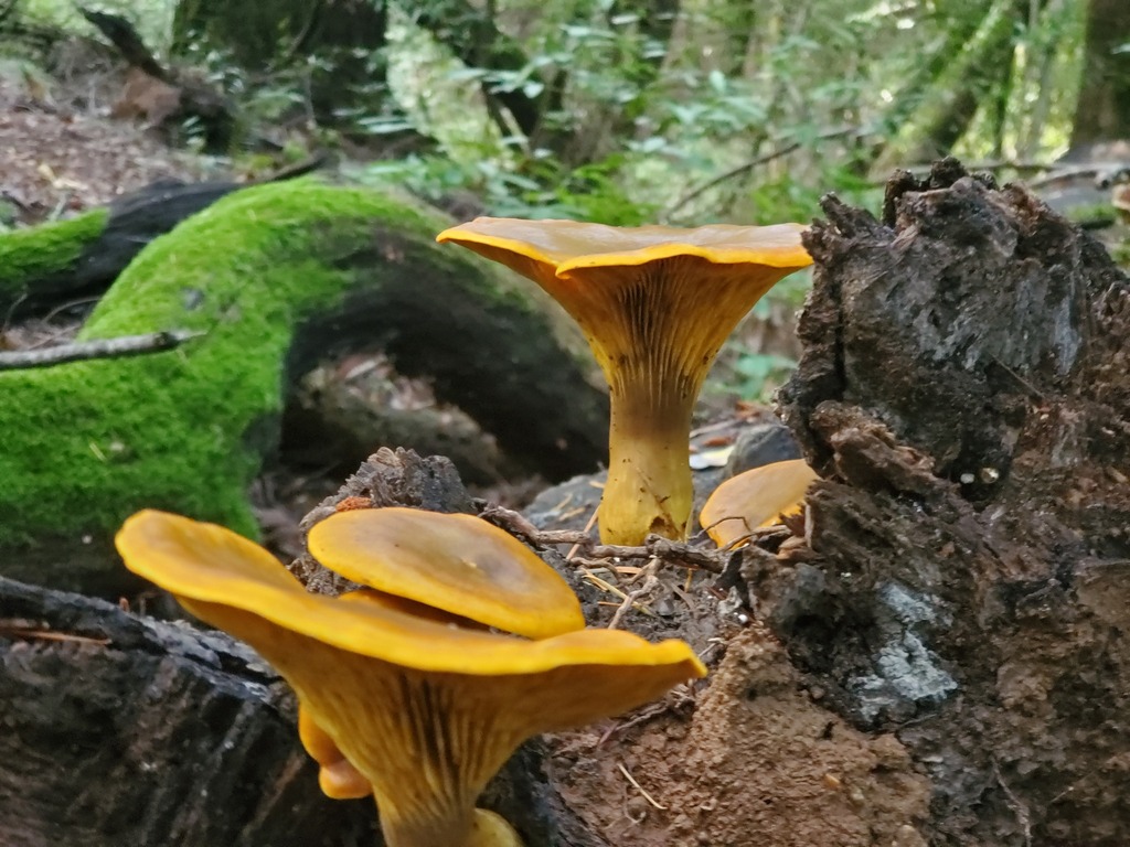 Omphalotus olivascens · November 2025 · photo: © arlenedevitt (iNaturalist, cc-by)