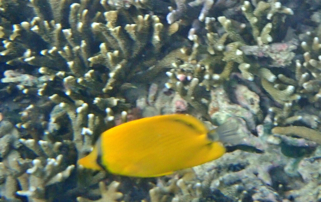 Decorated Butterflyfish