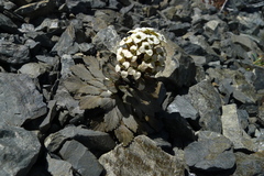 Notothlaspi rosulatum