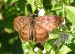 Anastrus sempiternus sempiternus