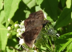 Pellicia arina