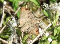 Arteurotia tractipennis tractipennis