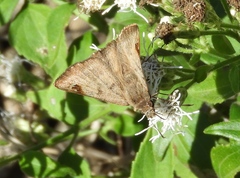 Arteurotia tractipennis tractipennis