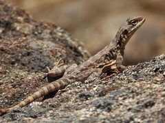 Ornate Crevice-Dragon photo 3