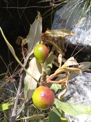 Beilschmiedia microphylla