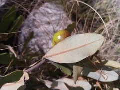Beilschmiedia microphylla