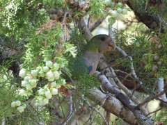 Purpureicephalus spurius