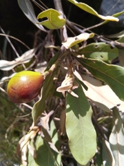 Beilschmiedia microphylla