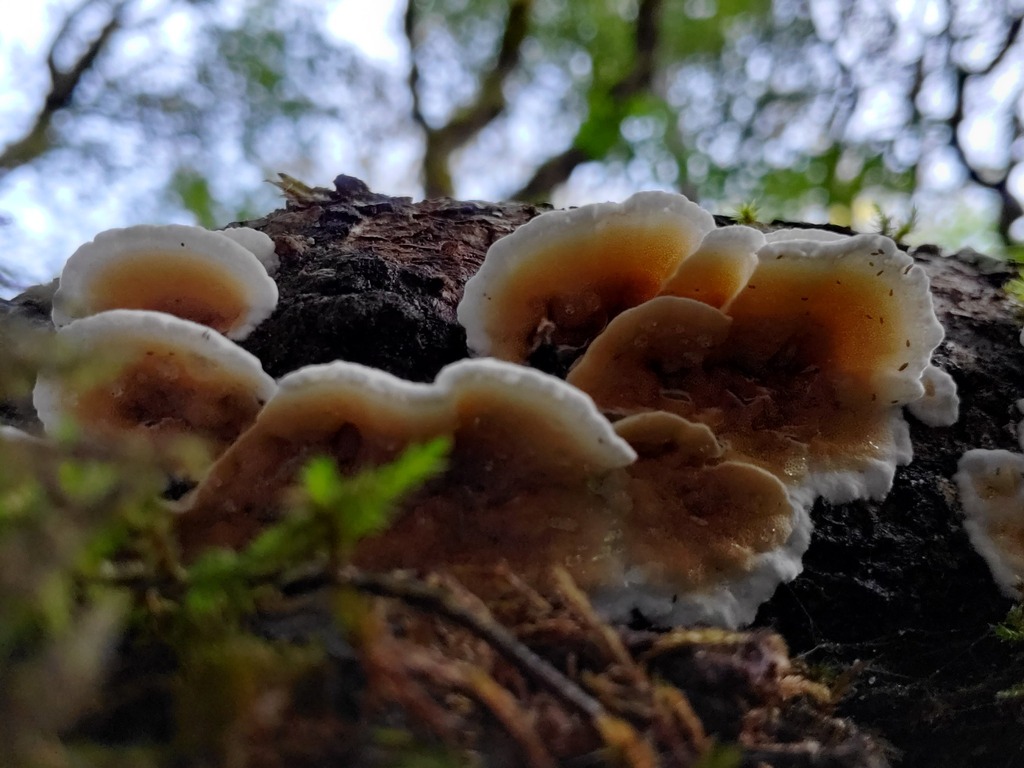 Gloeoporus dichrous · November 2025 · photo: © arlenedevitt (iNaturalist, cc-by)