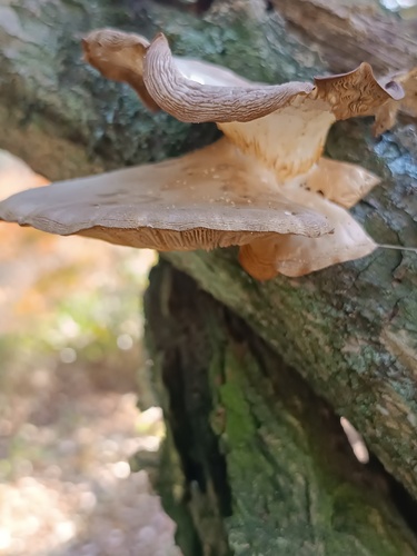 Pleurotus ostreatus
