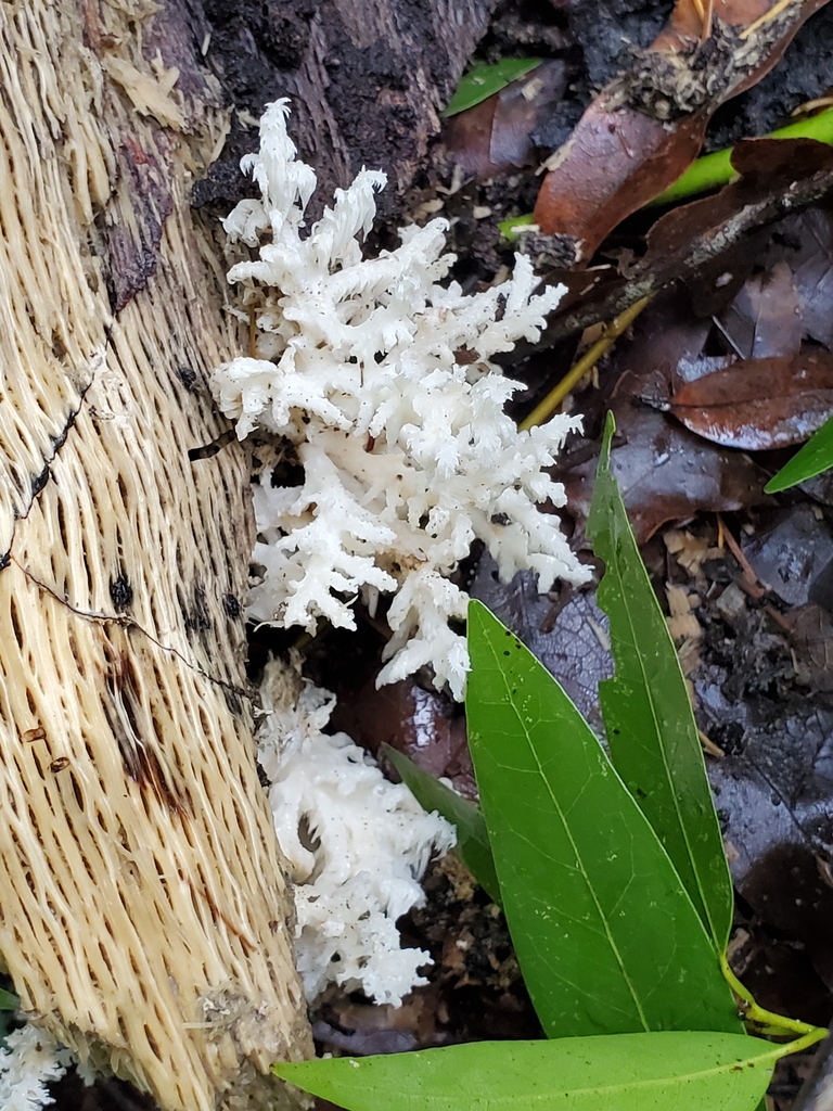Hericium coralloides · November 2025 · photo: © arlenedevitt (iNaturalist, cc-by)