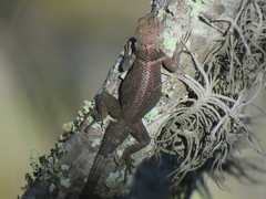 Sceloporus aureolus