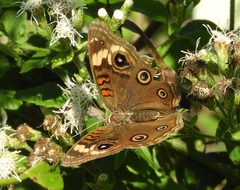 Junonia pacoma
