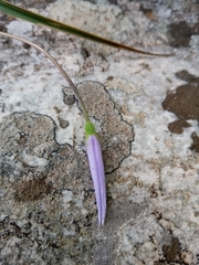 Xerophyta eglandulosa