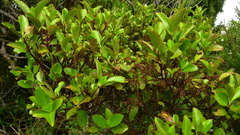 Ascarina lucida lucida
