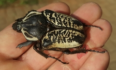 Goliathus albosignatus