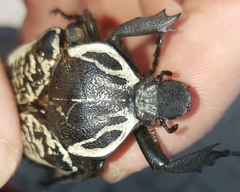 Goliathus albosignatus